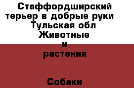 Стаффордширский терьер в добрые руки! - Тульская обл. Животные и растения » Собаки   . Тульская обл.